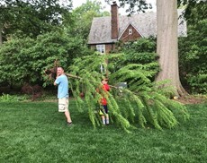 nafzger-tree-1