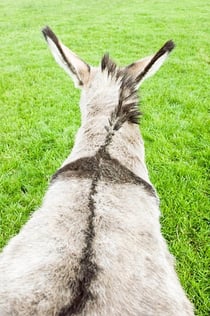 donkey cross