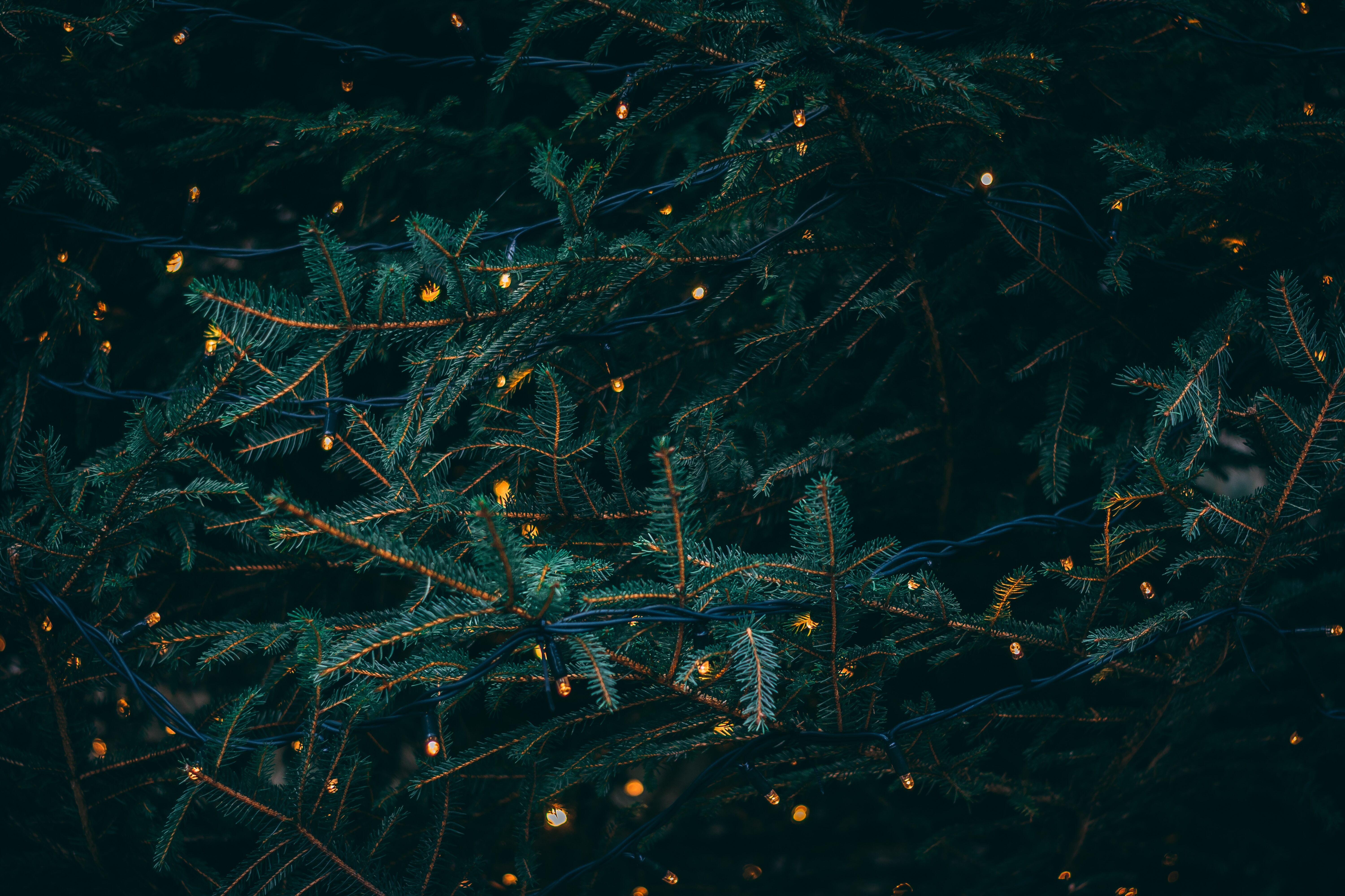 Epistle: Colossians 3:12-17 (Christmas 1: Series C)