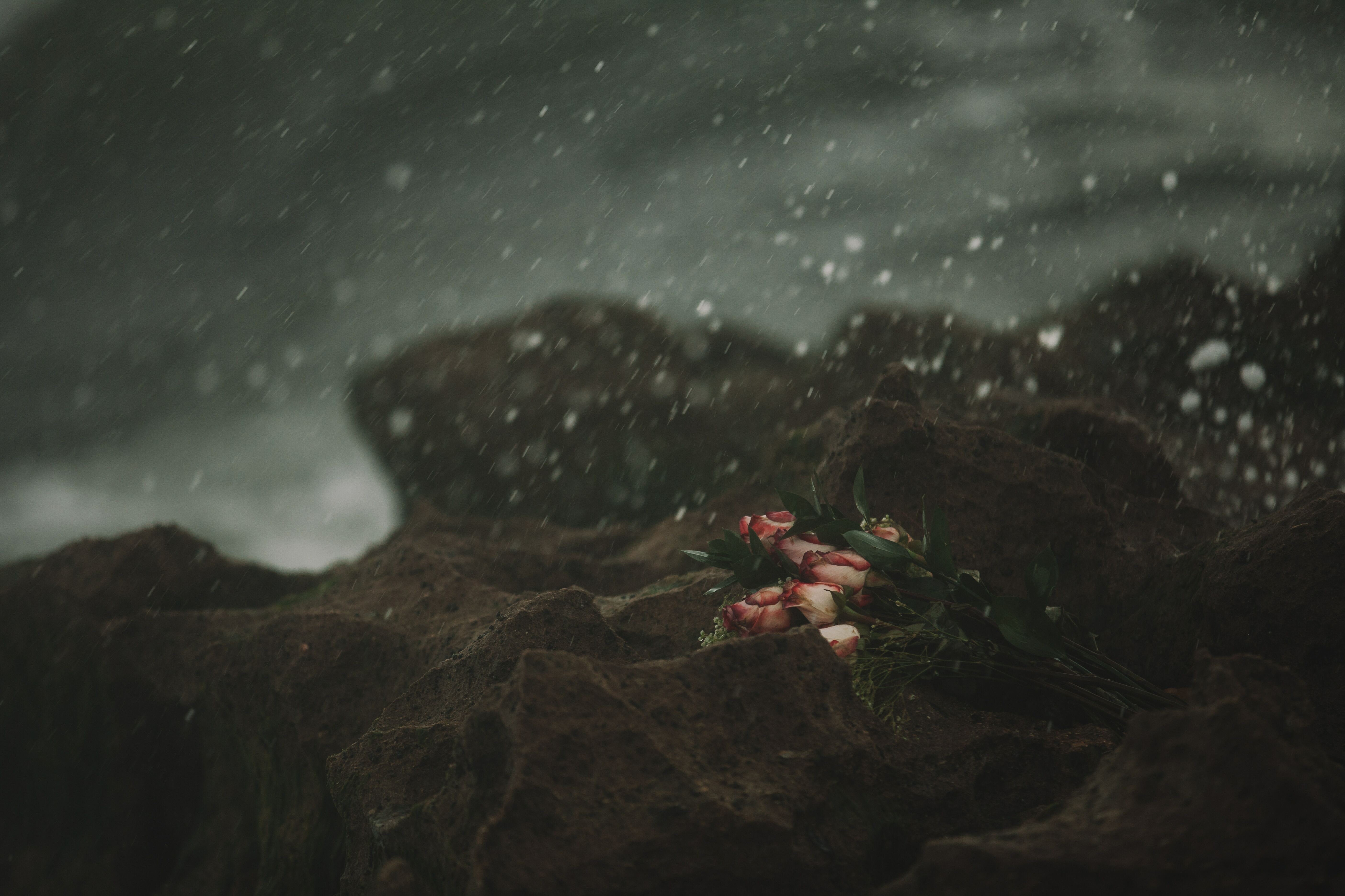 Why We Die