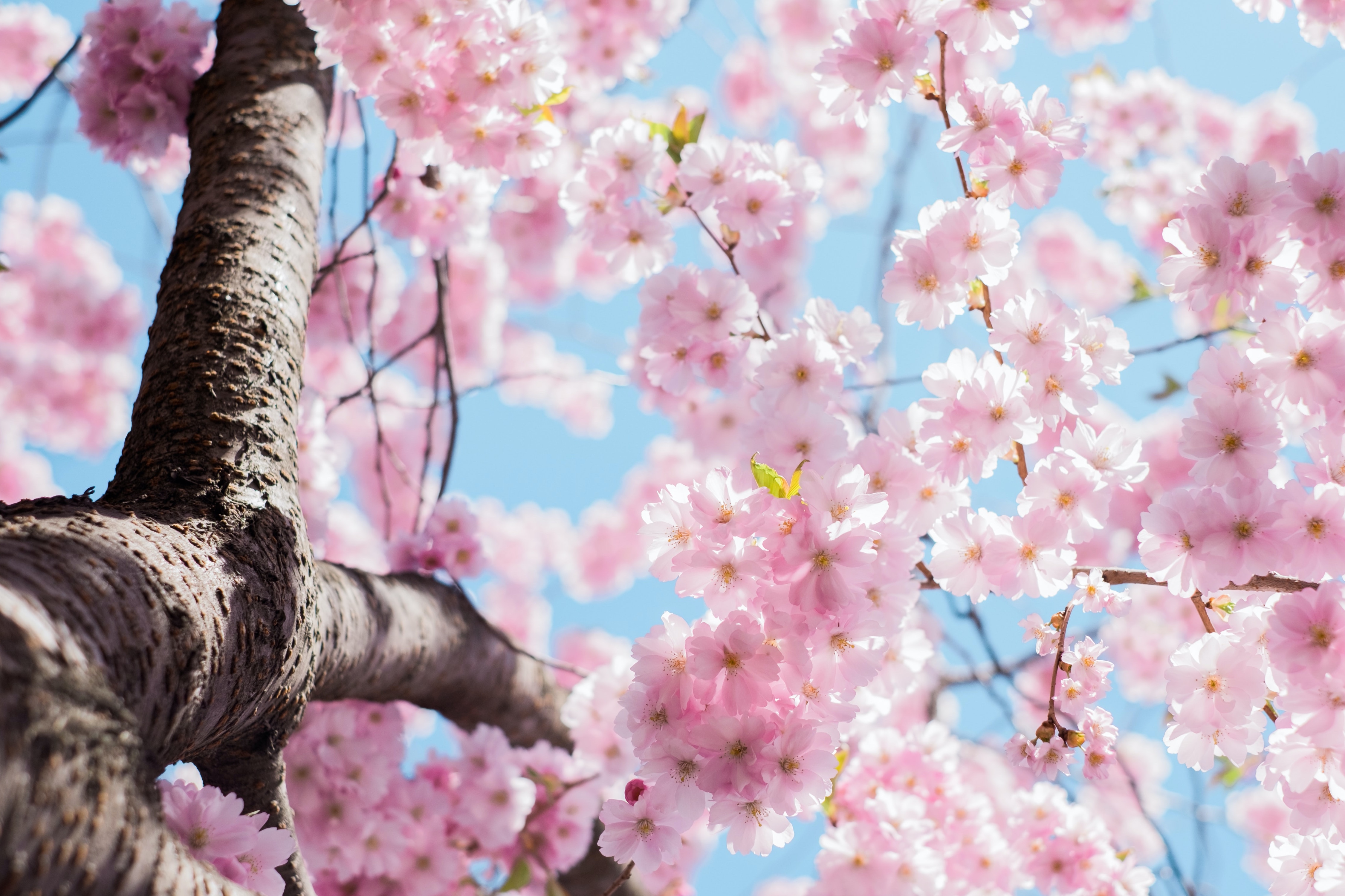 God of the Springtime