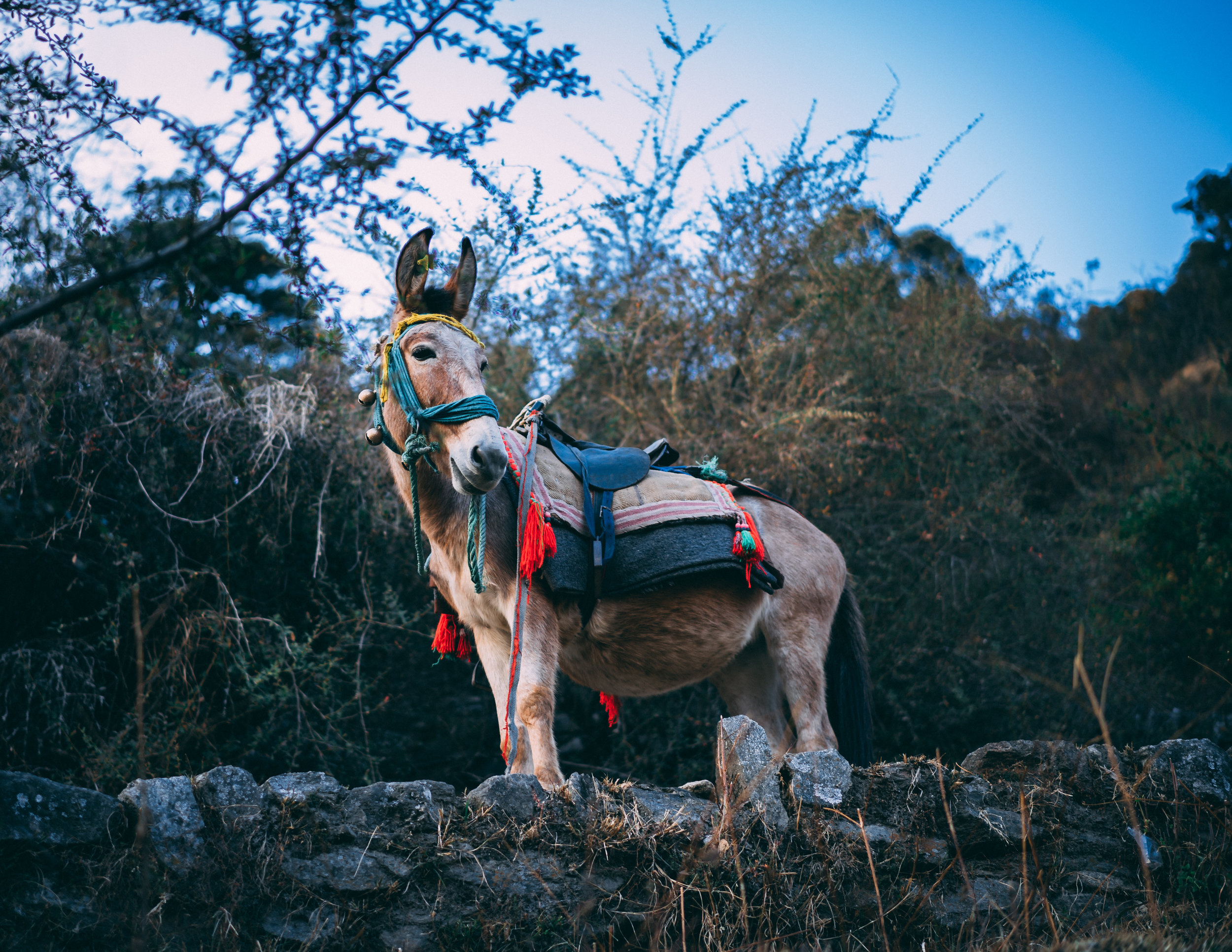 Balaam's Donkey
