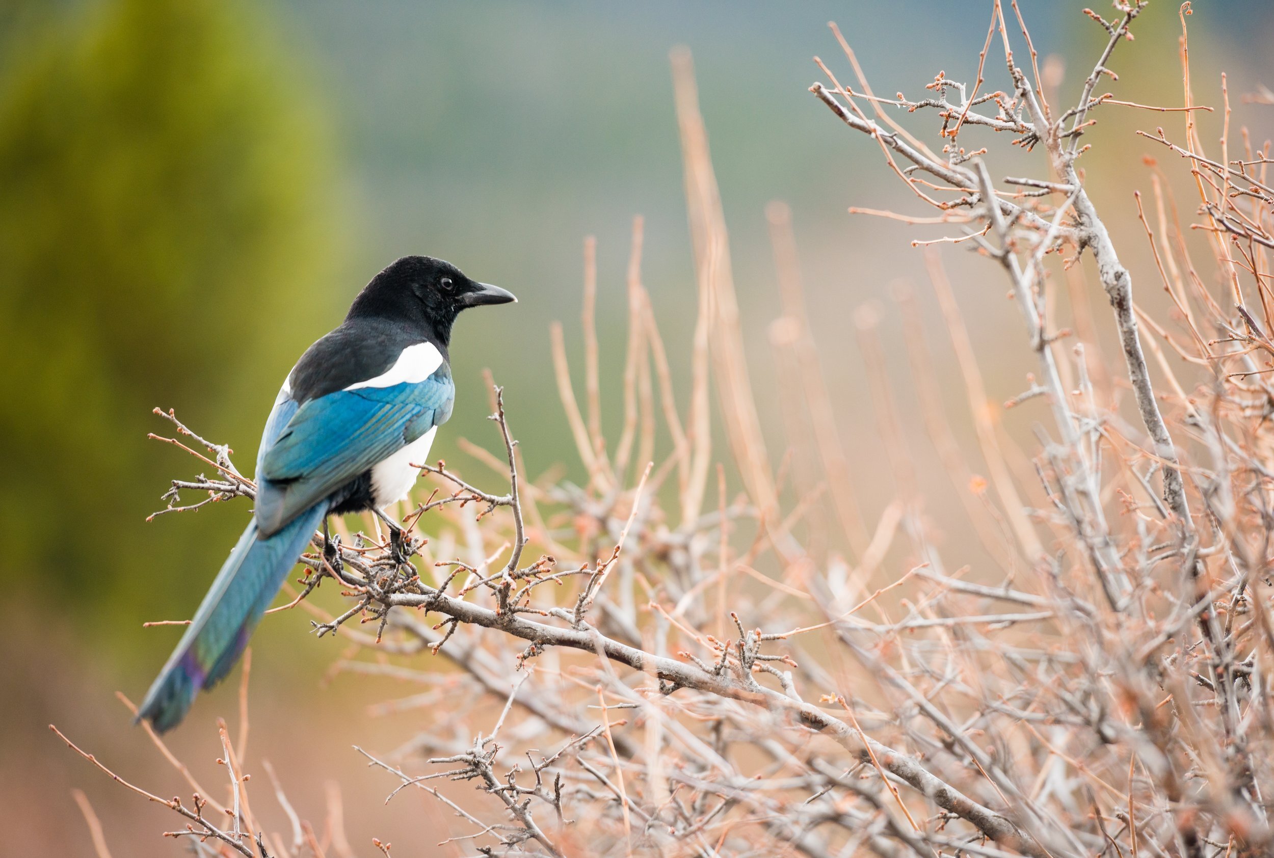 Joyful Birds, Joyful People