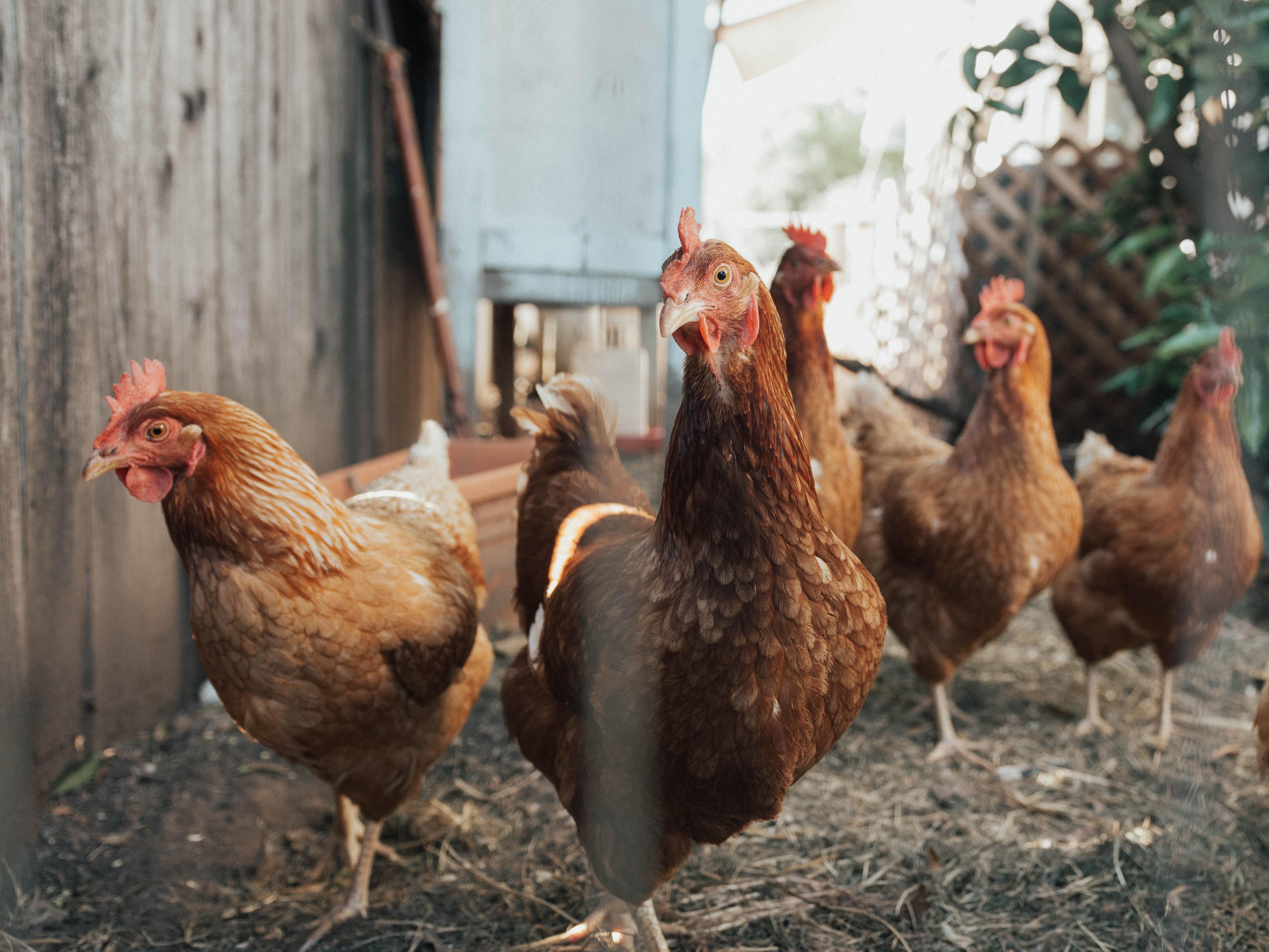 Free Range Christ