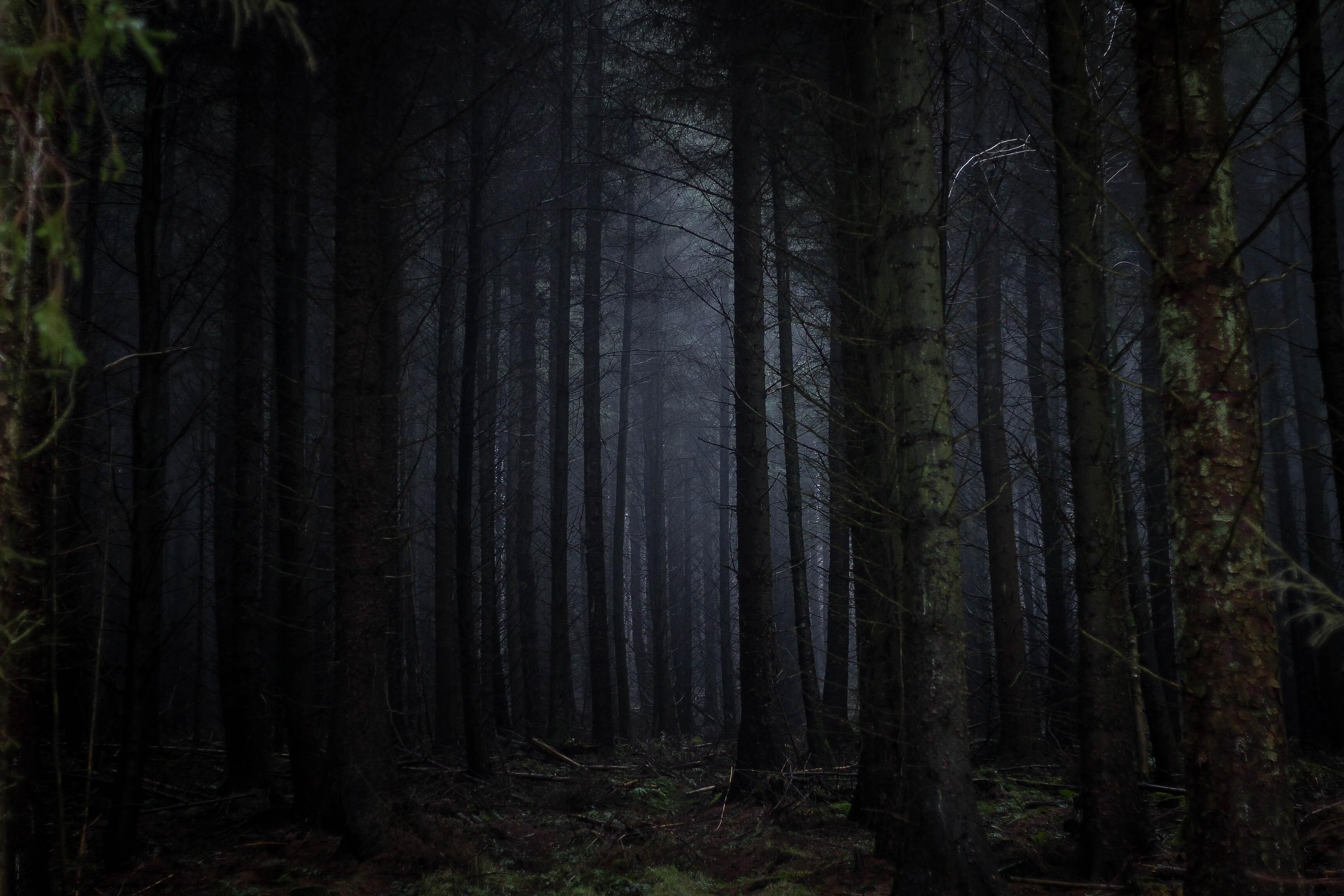 Seeing in the Dark