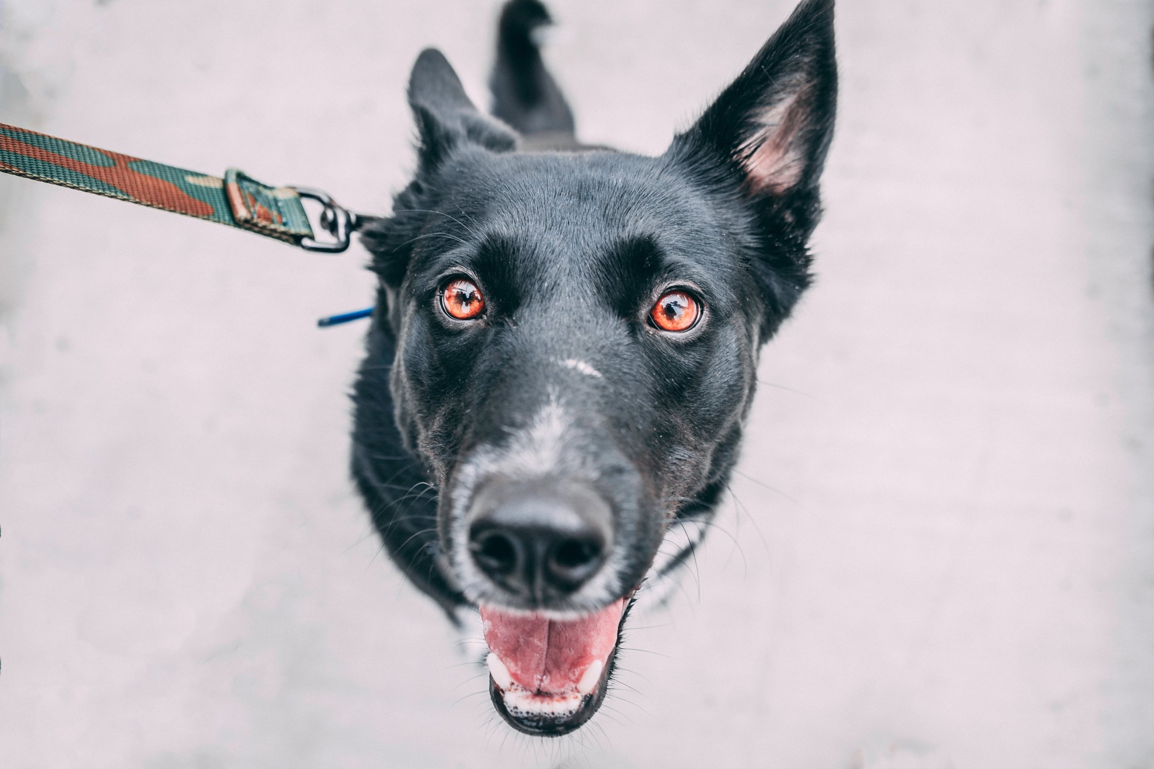 Do Pets Go To Heaven? Why I Think So…