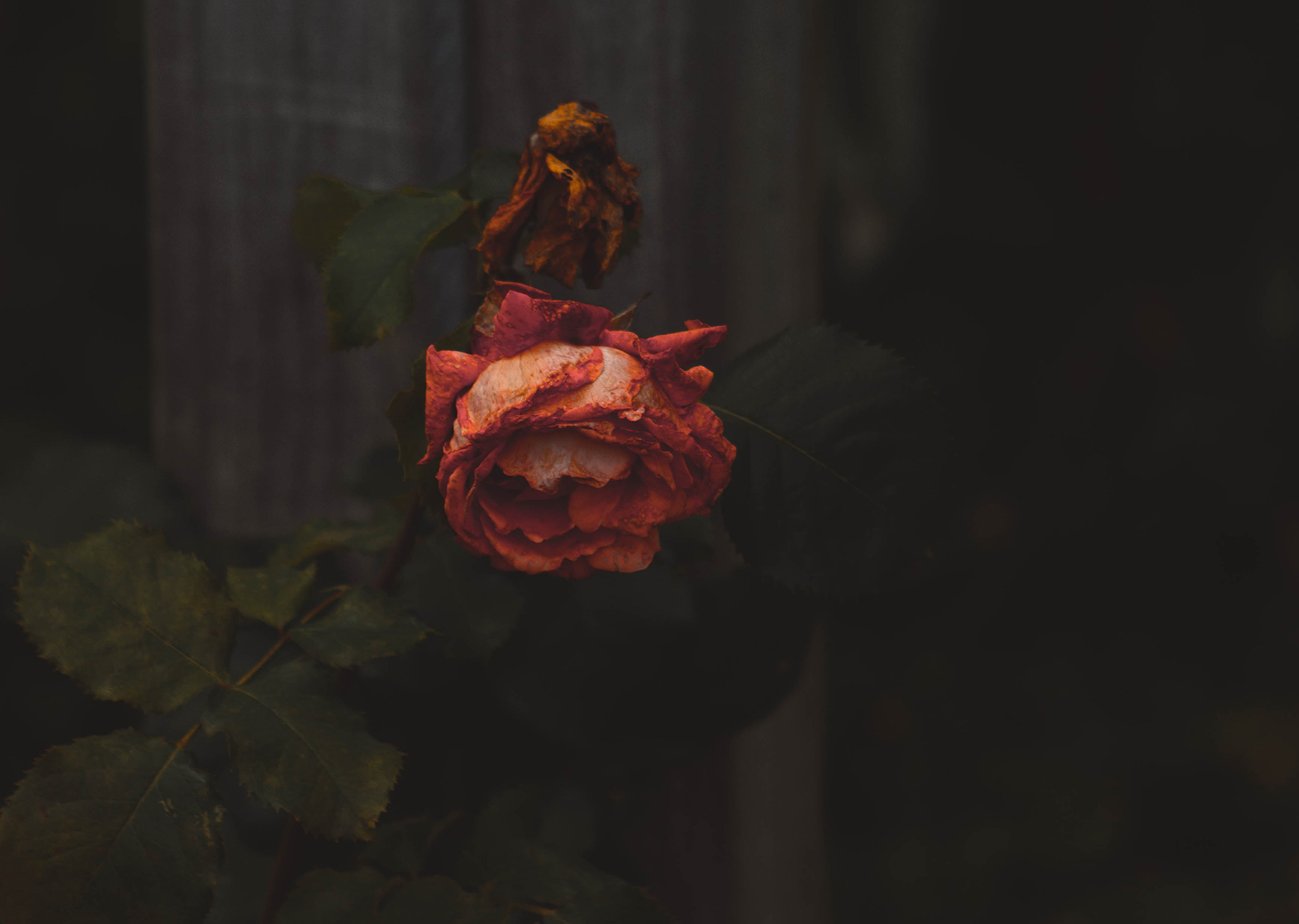 Death Through the Proverbs