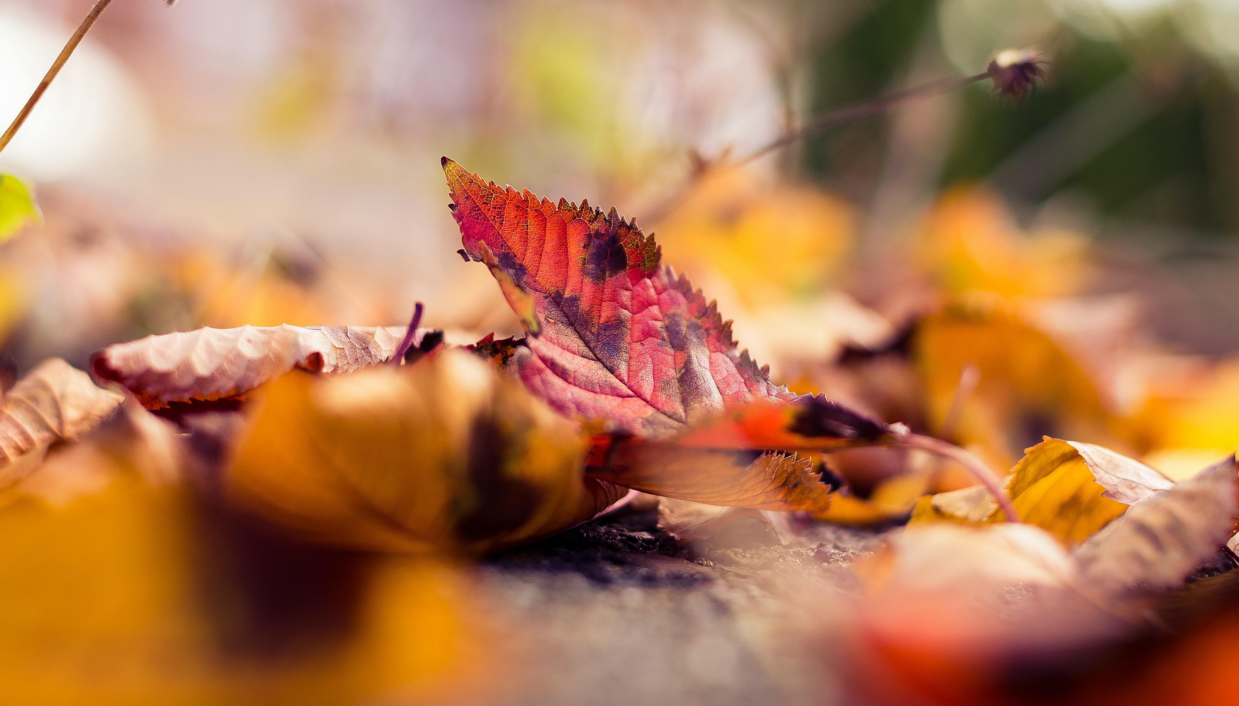 Rustling Leaves and a Guilty Conscience