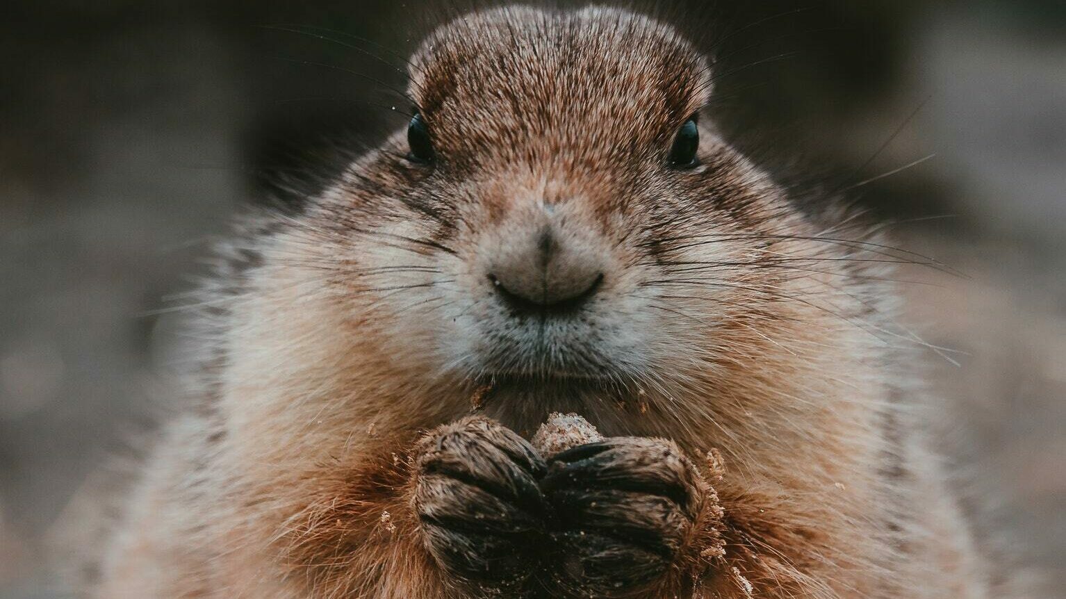 Beavers Help with Apologetics Formal Debate Jailbreak