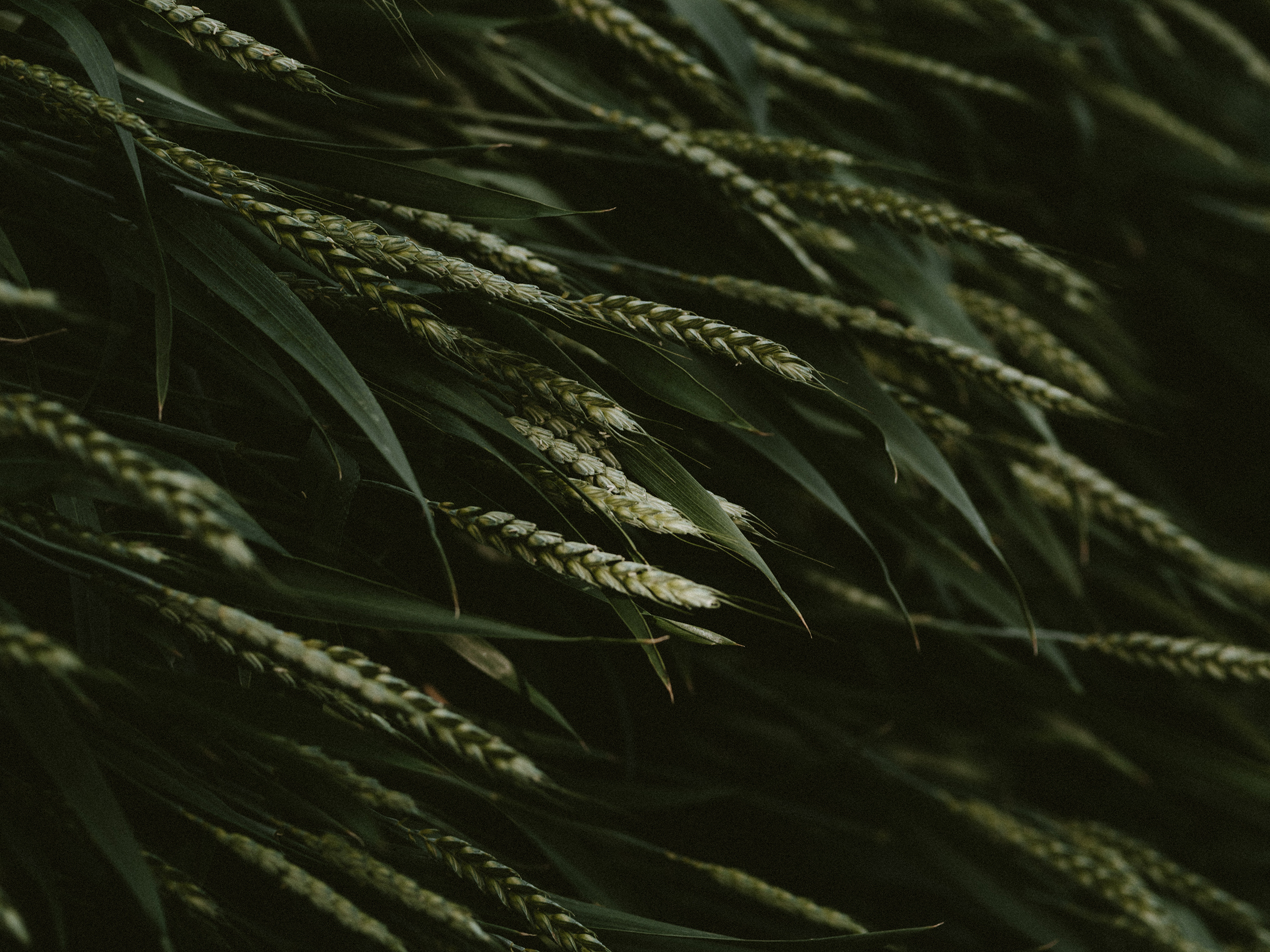 But What If I Don't Believe The Gospel Is For Me?