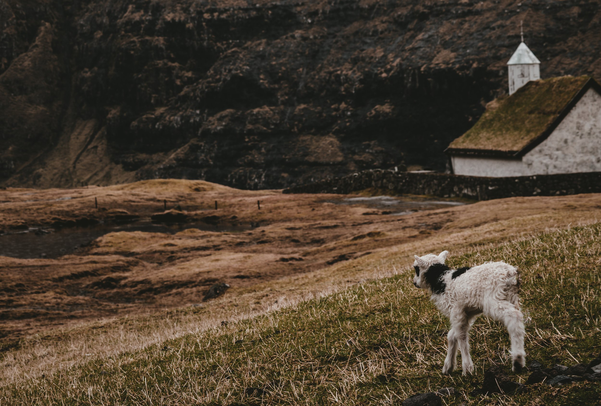 Give Thanks to the Lamb