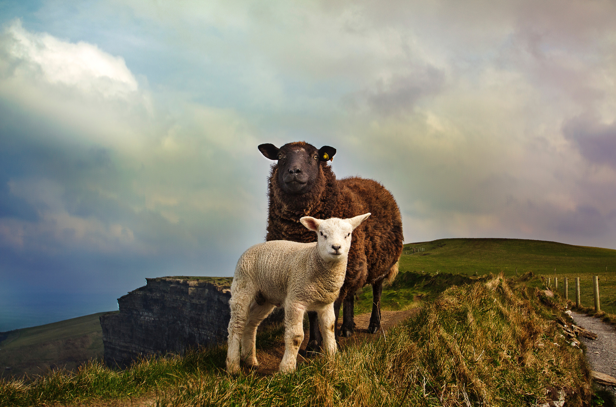 Law, Gospel, and Lambs