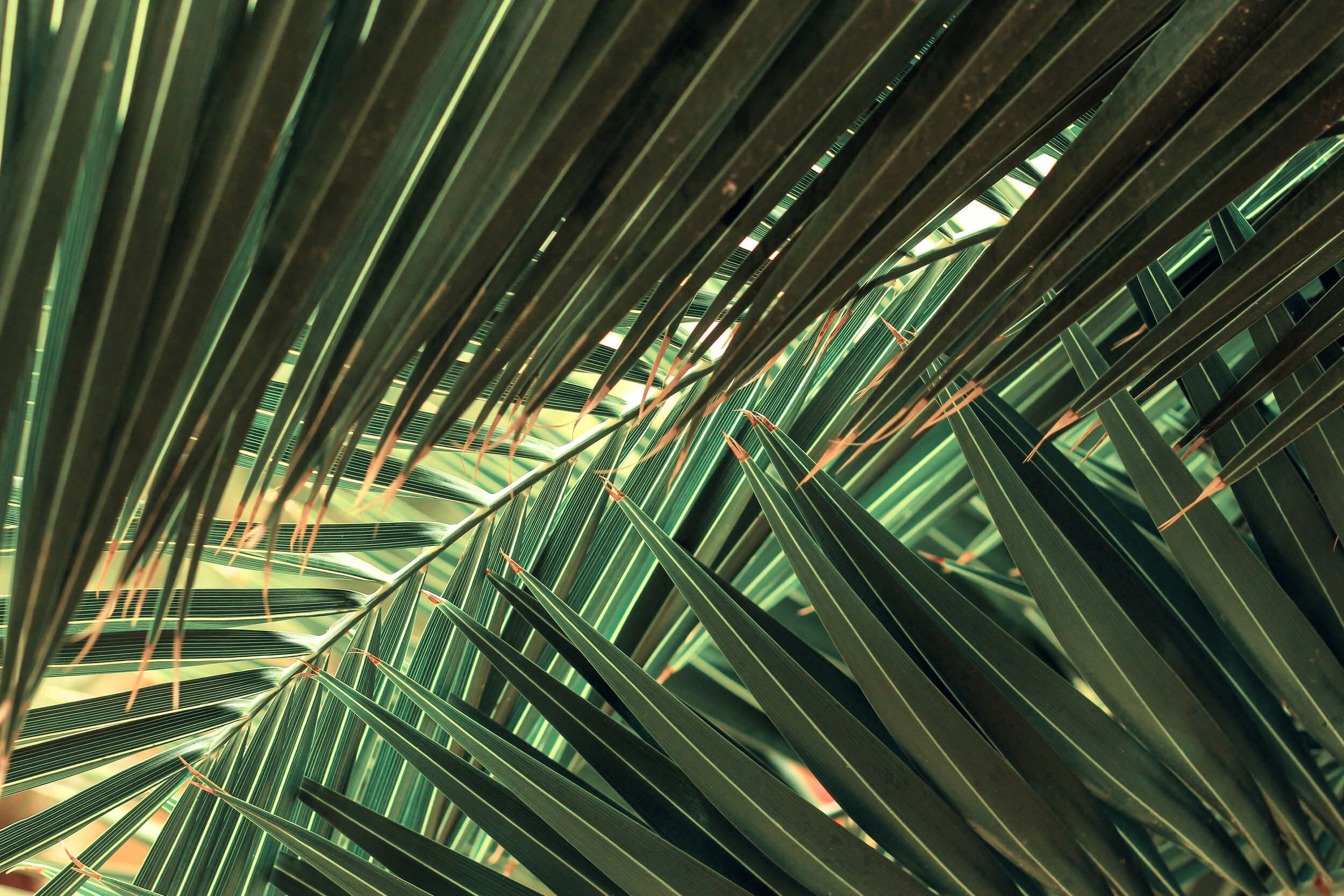 Old Testament: Zechariah 9:9-12 (Palm Sunday: Series B)