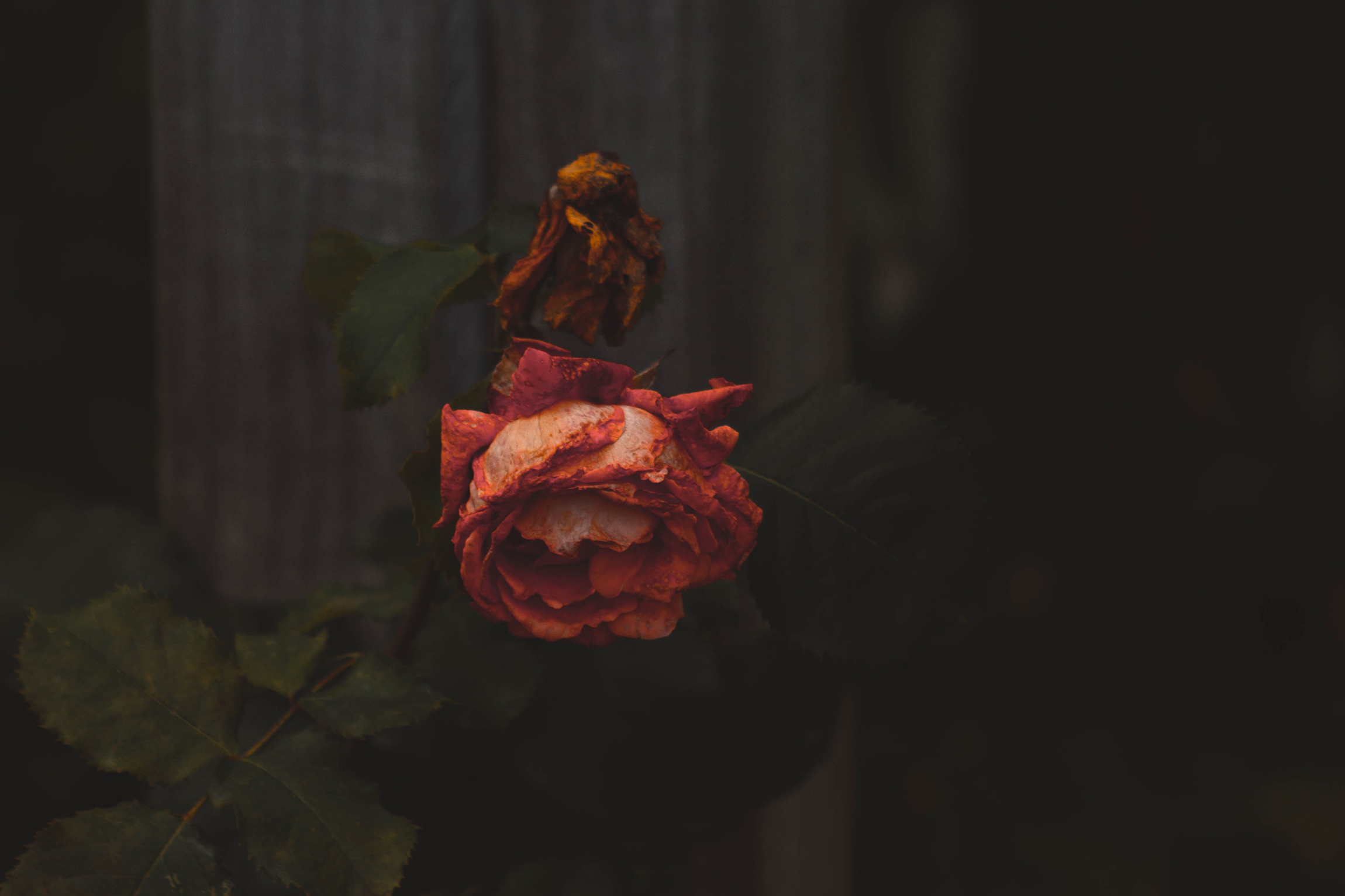 Death And The Gospel