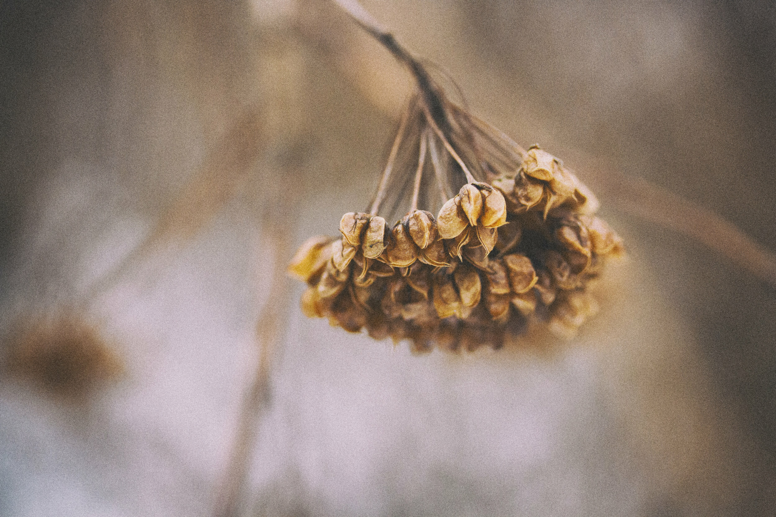 The Seed Does it All