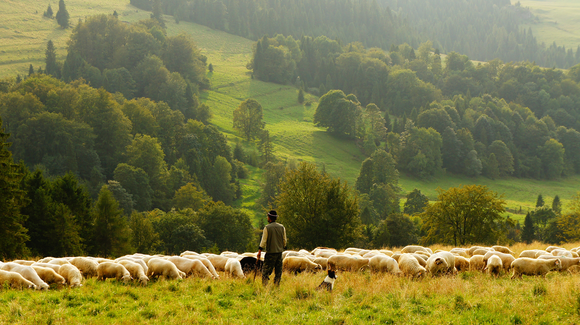 The Lord Is My Shepherd, But I Still Want