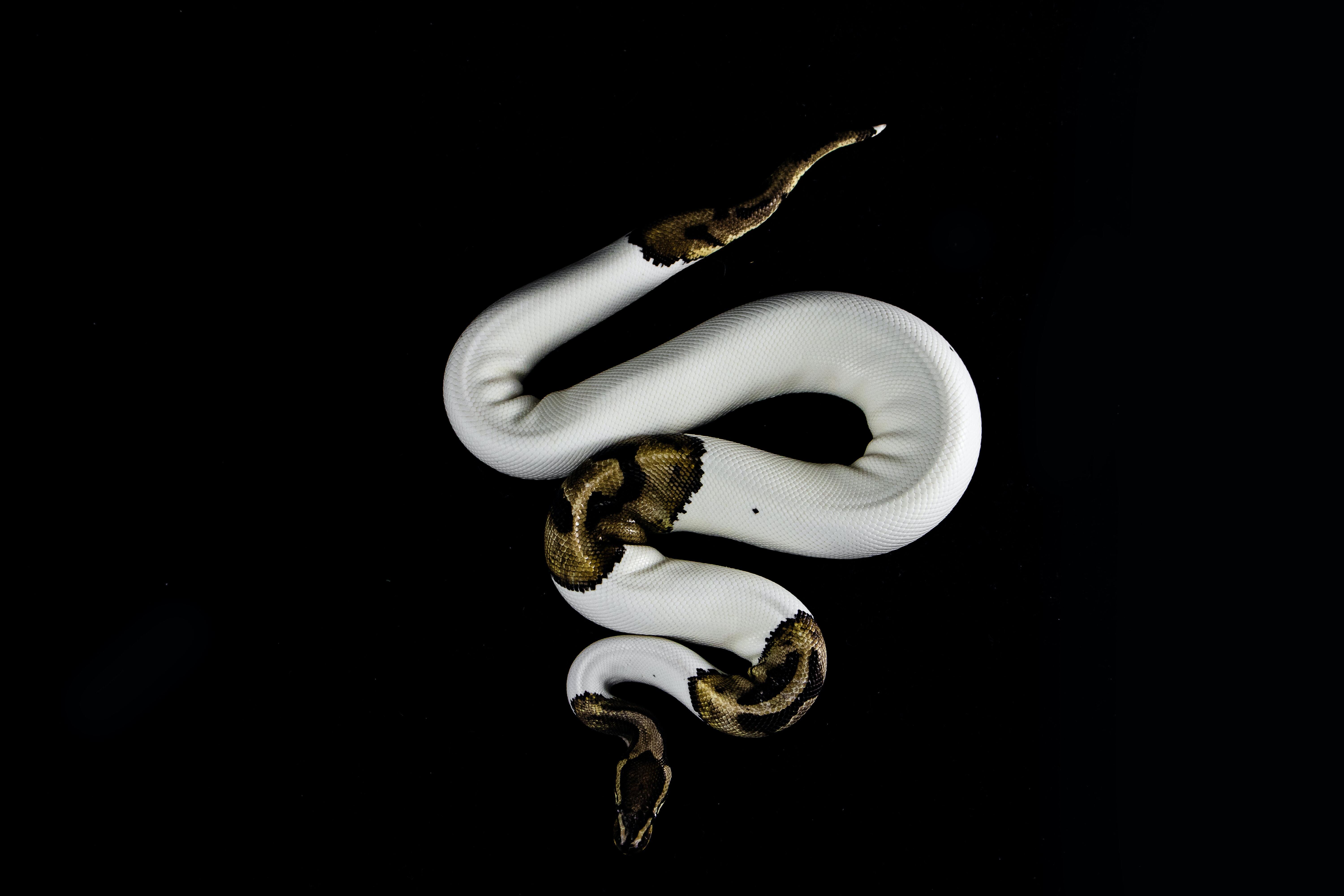 The Crushed Serpent: the Believer’s Only Hope
