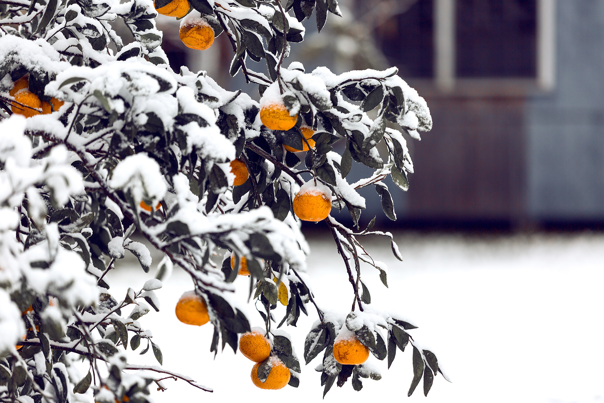 Spending Advent in God’s Winter Garden