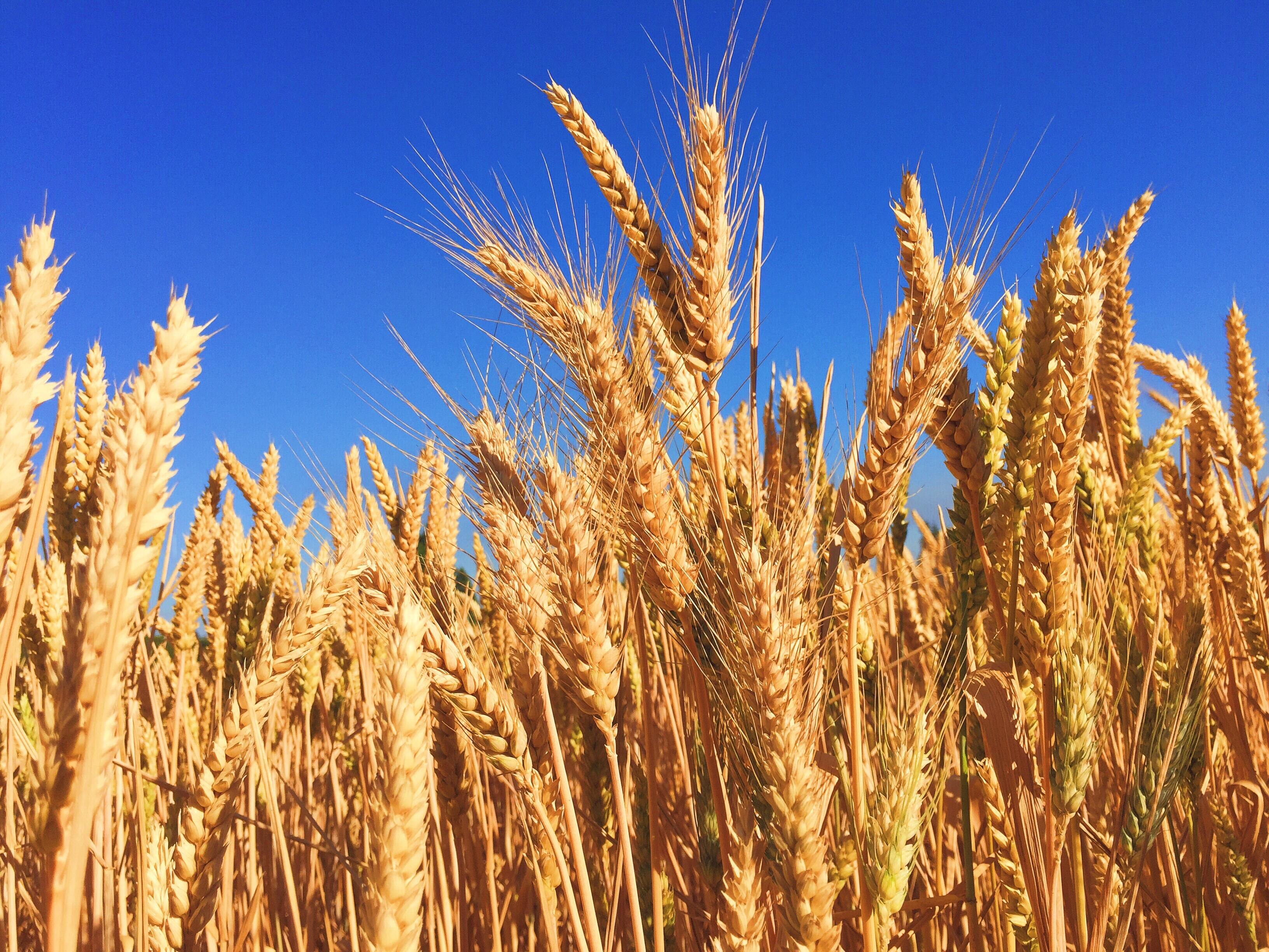 Understanding Jesus’ Parables
