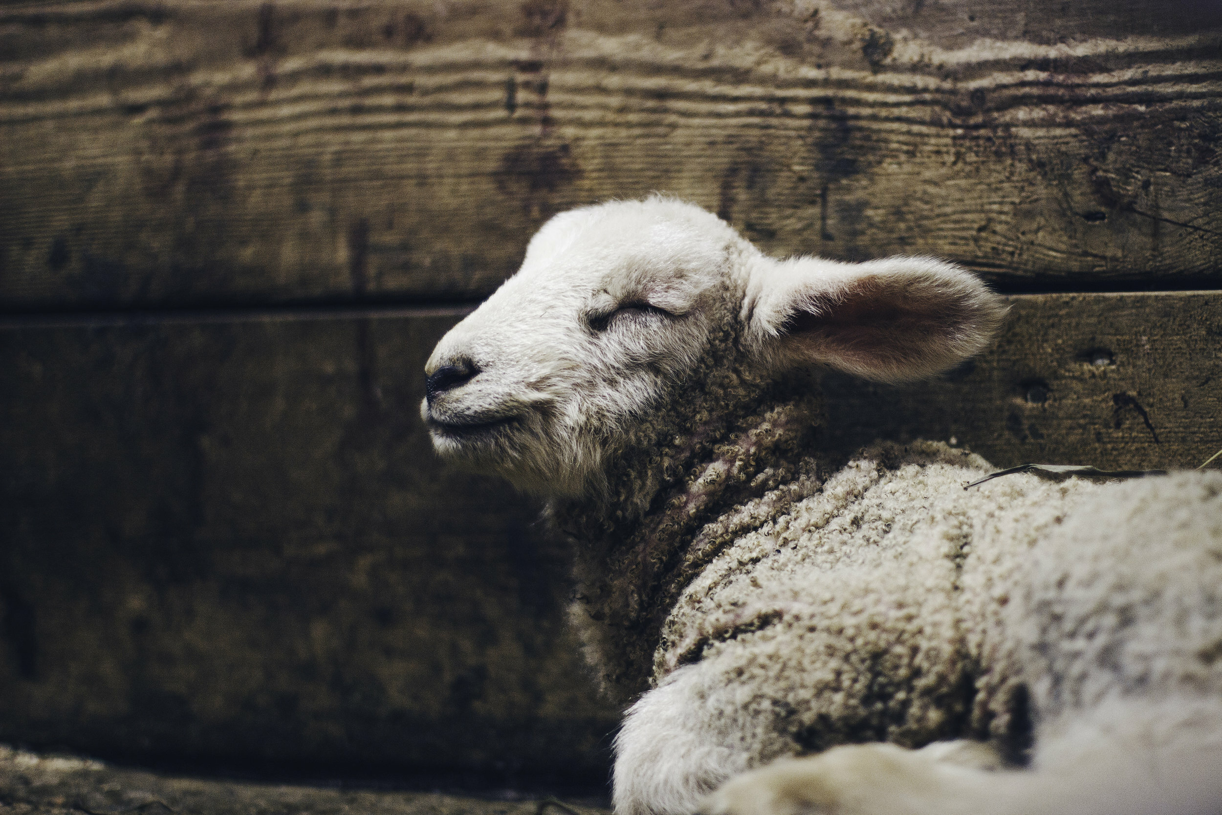 Old Testament: Exodus 12:1-14 (Maundy Thursday: Series A)