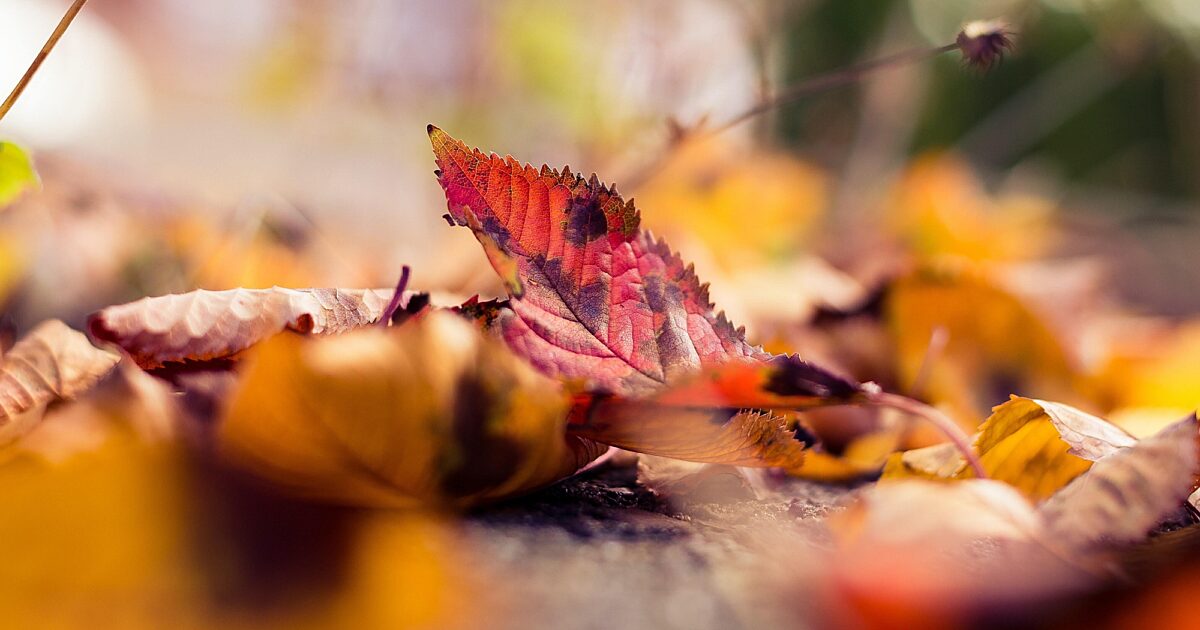 The Autumn of the Church Year