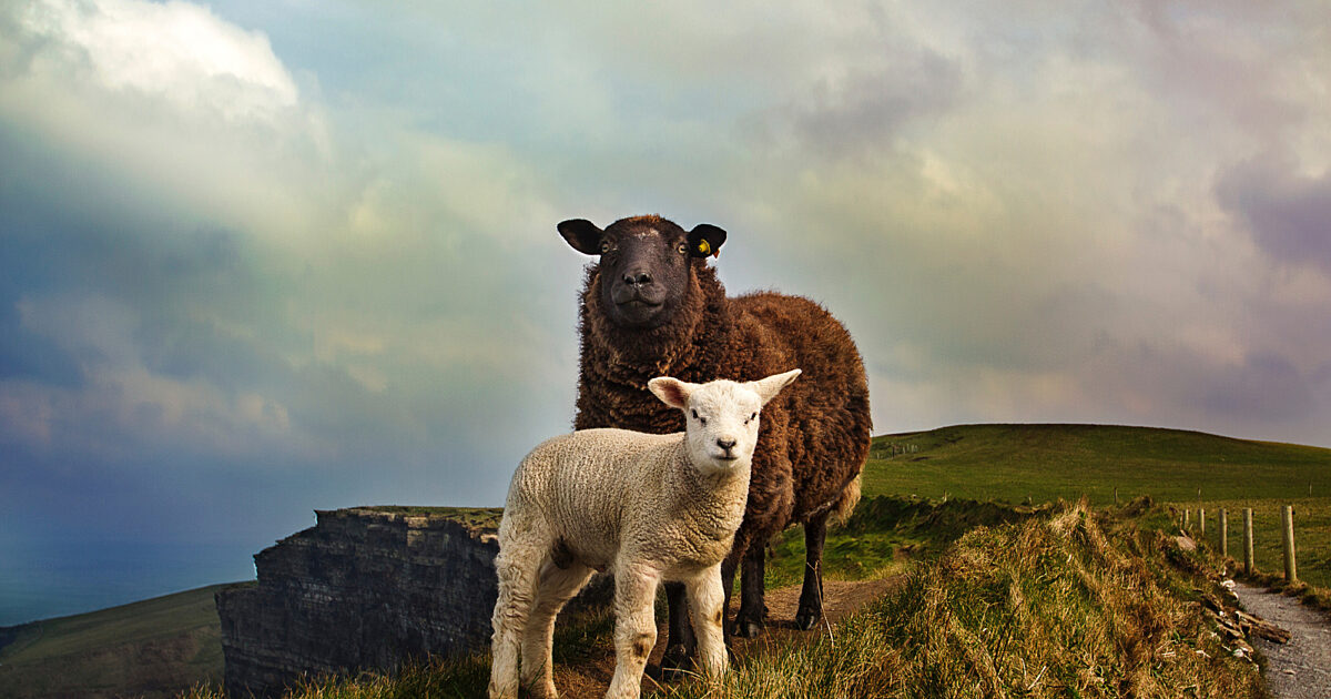 Your Shepherd and Your Lamb