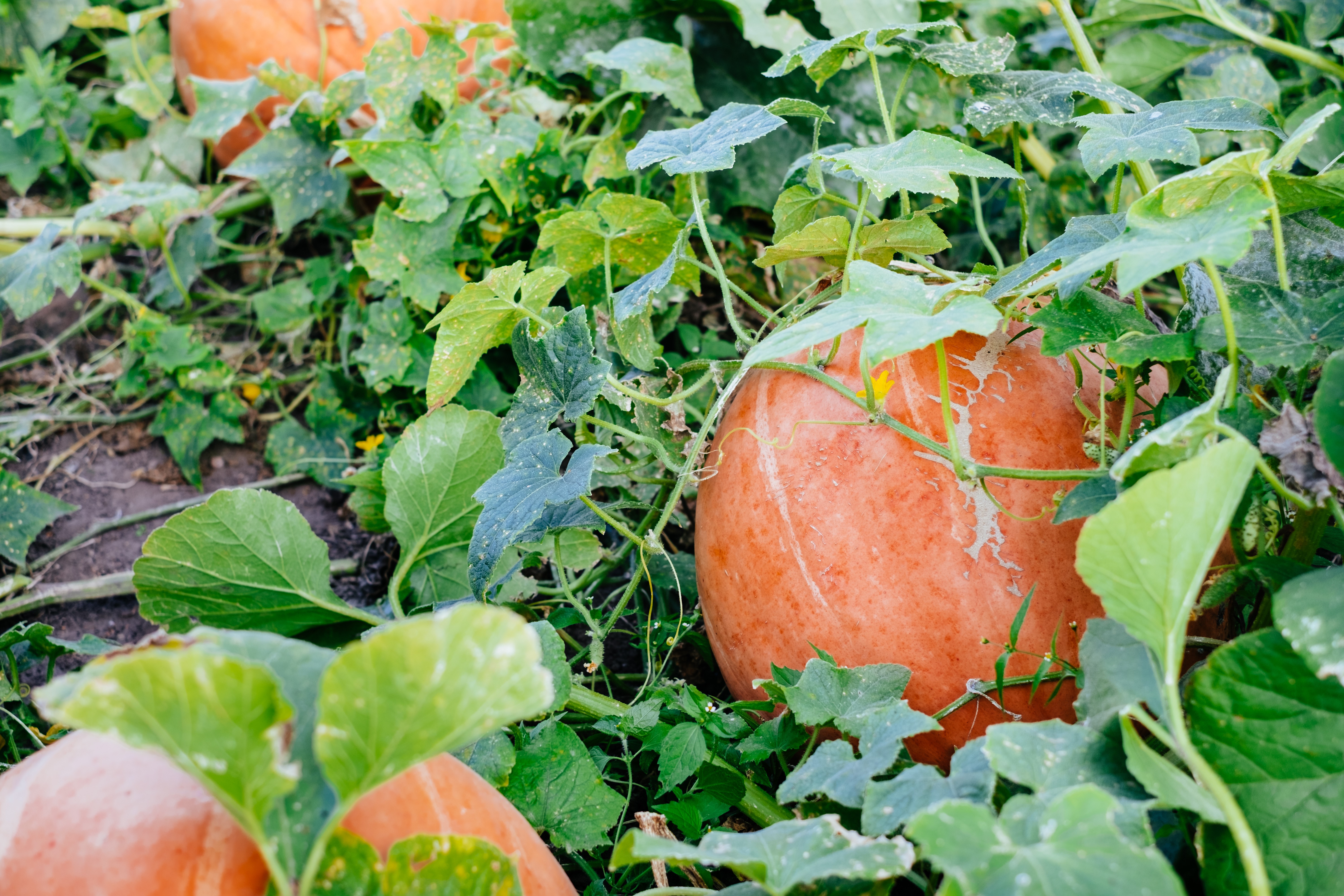 Pumpkin Patch