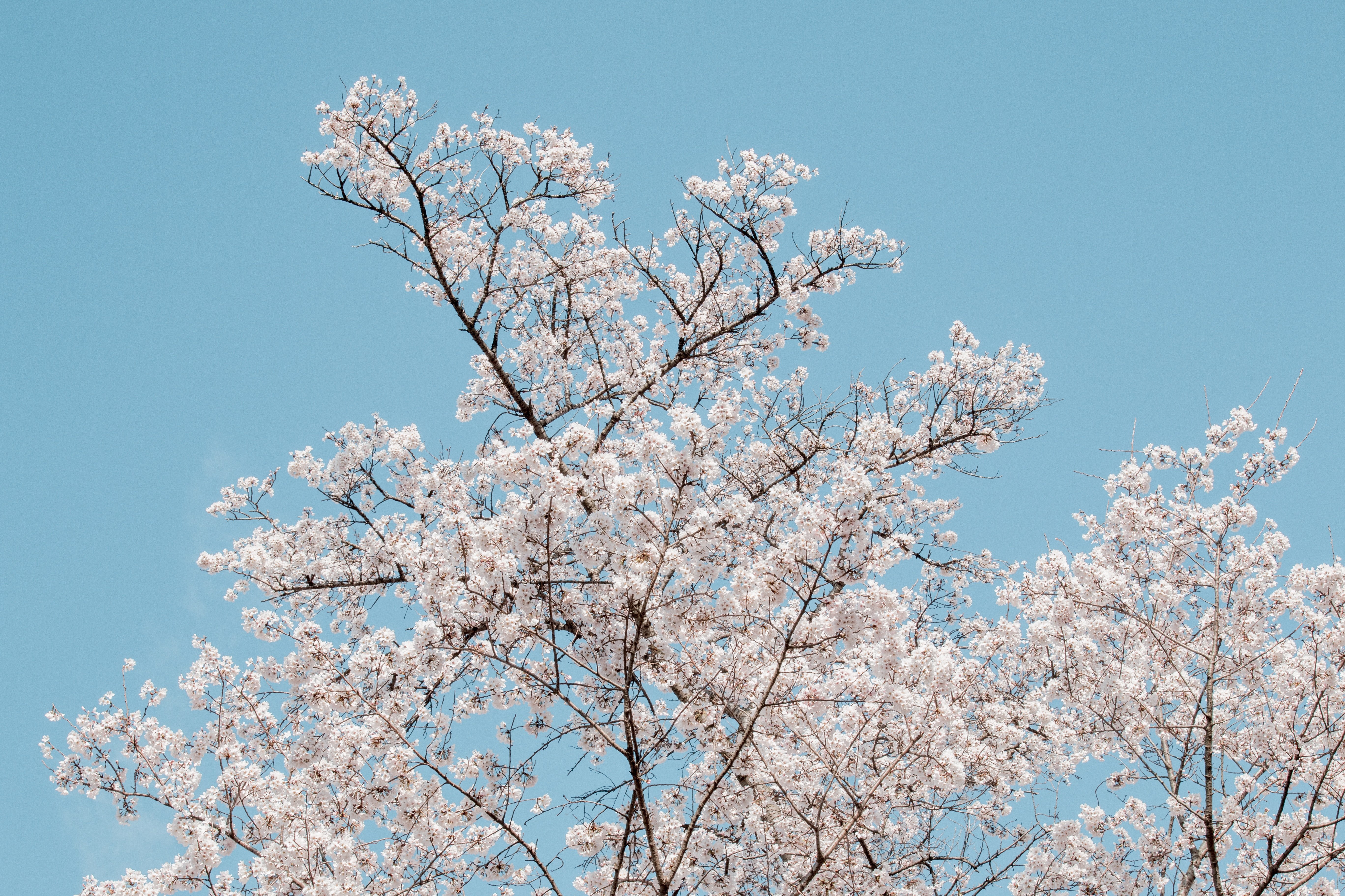 The Legend of the Dogwood
