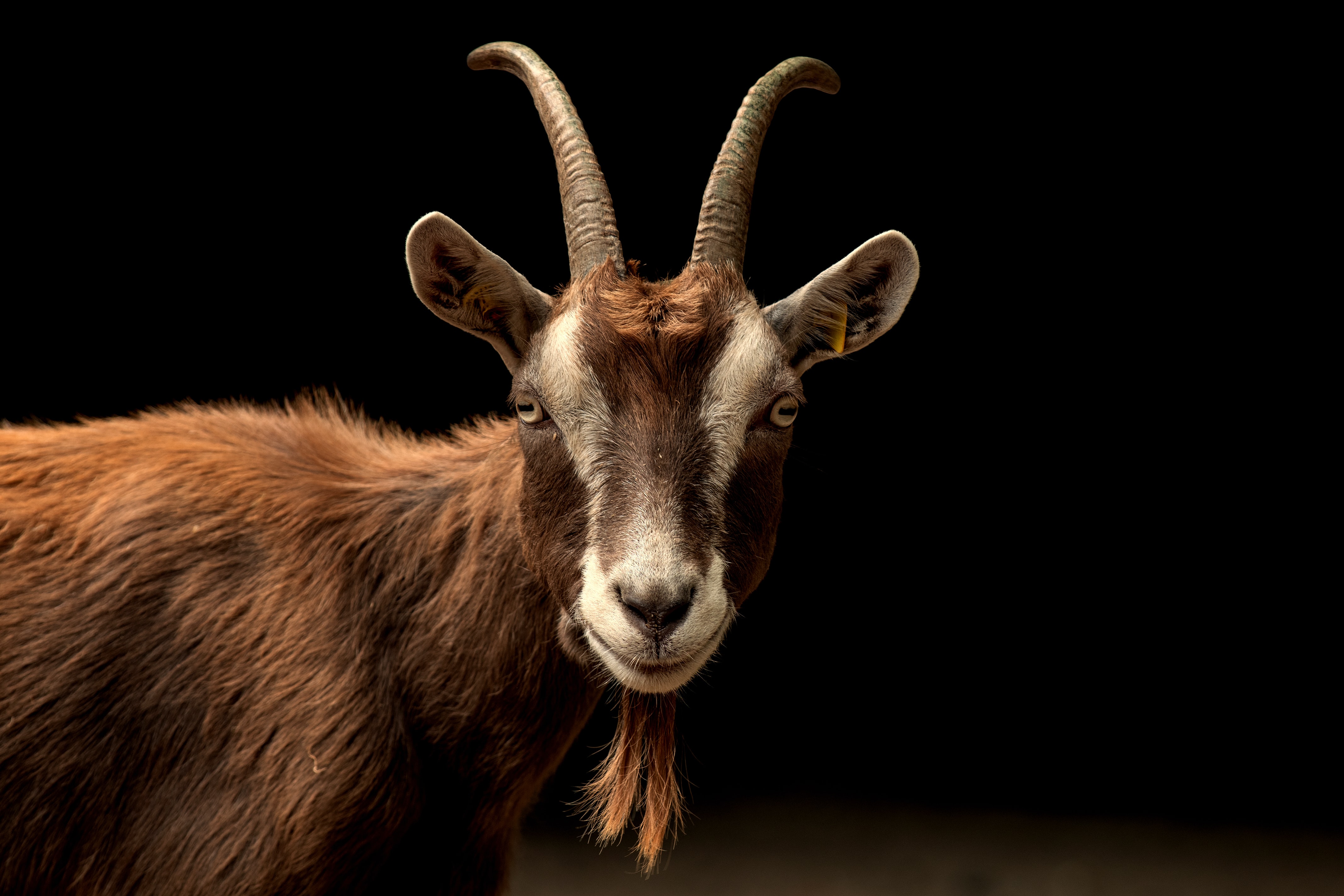 The GOAT of goats