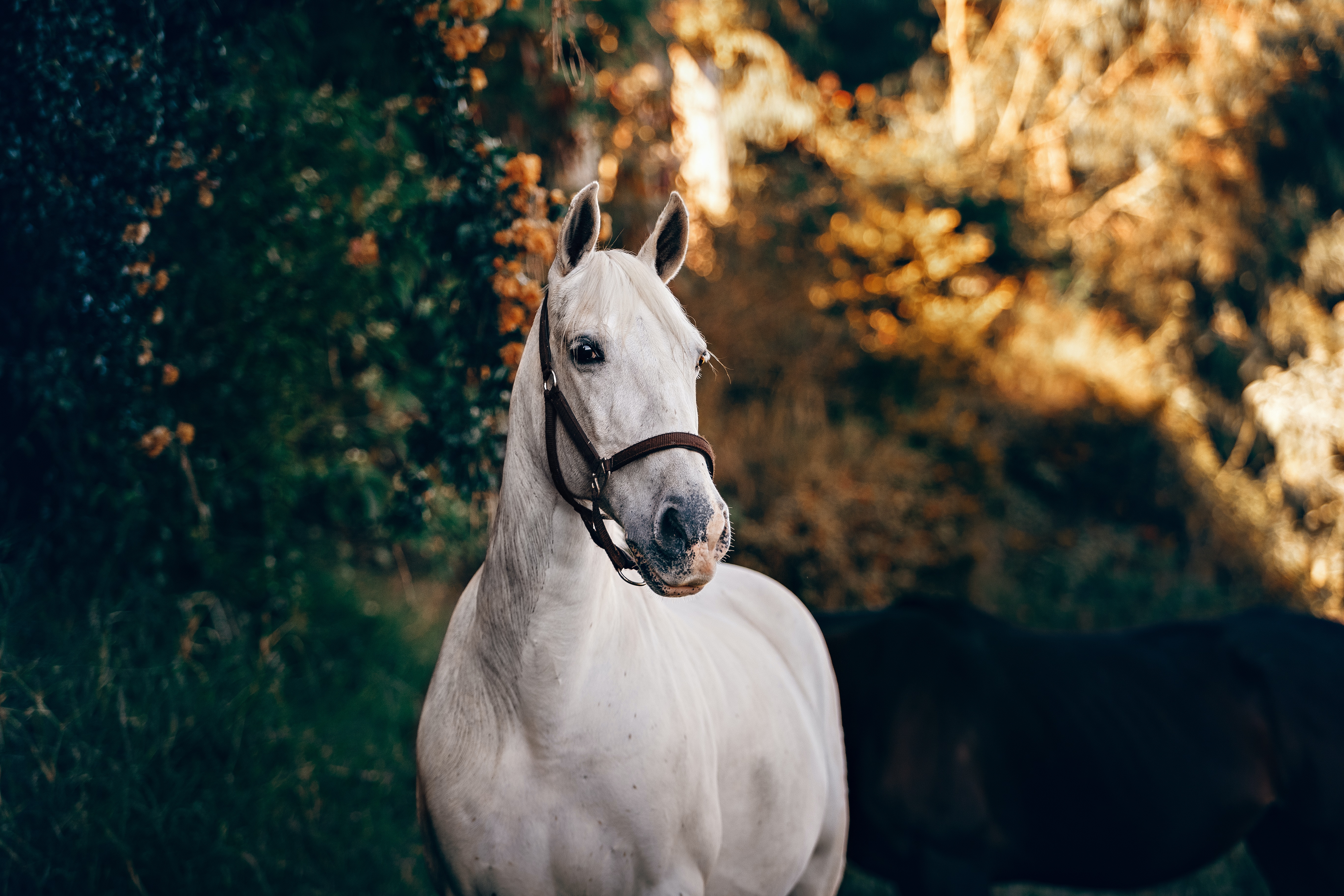 You're a Horse