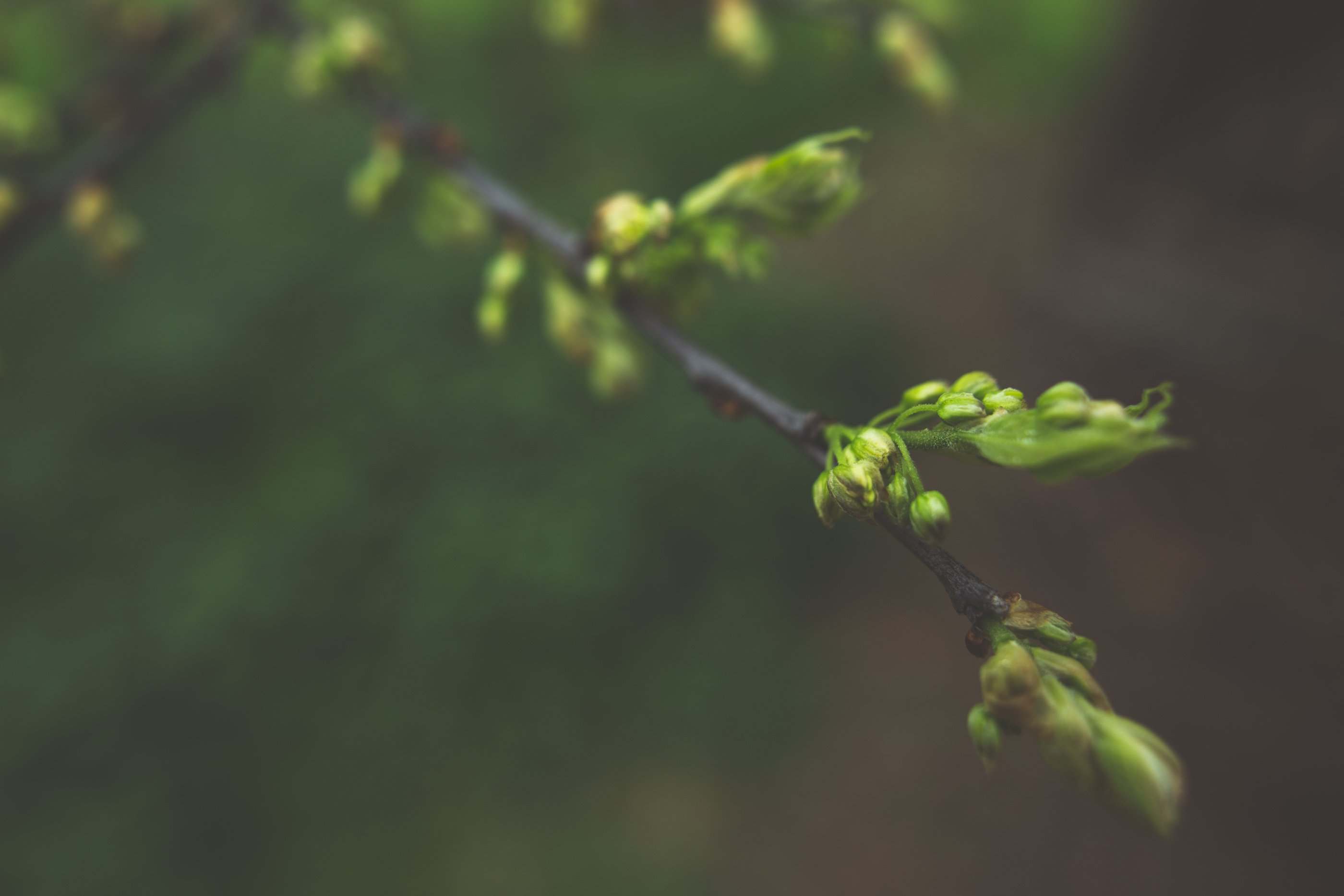 Johann Spangenberg on Living Well