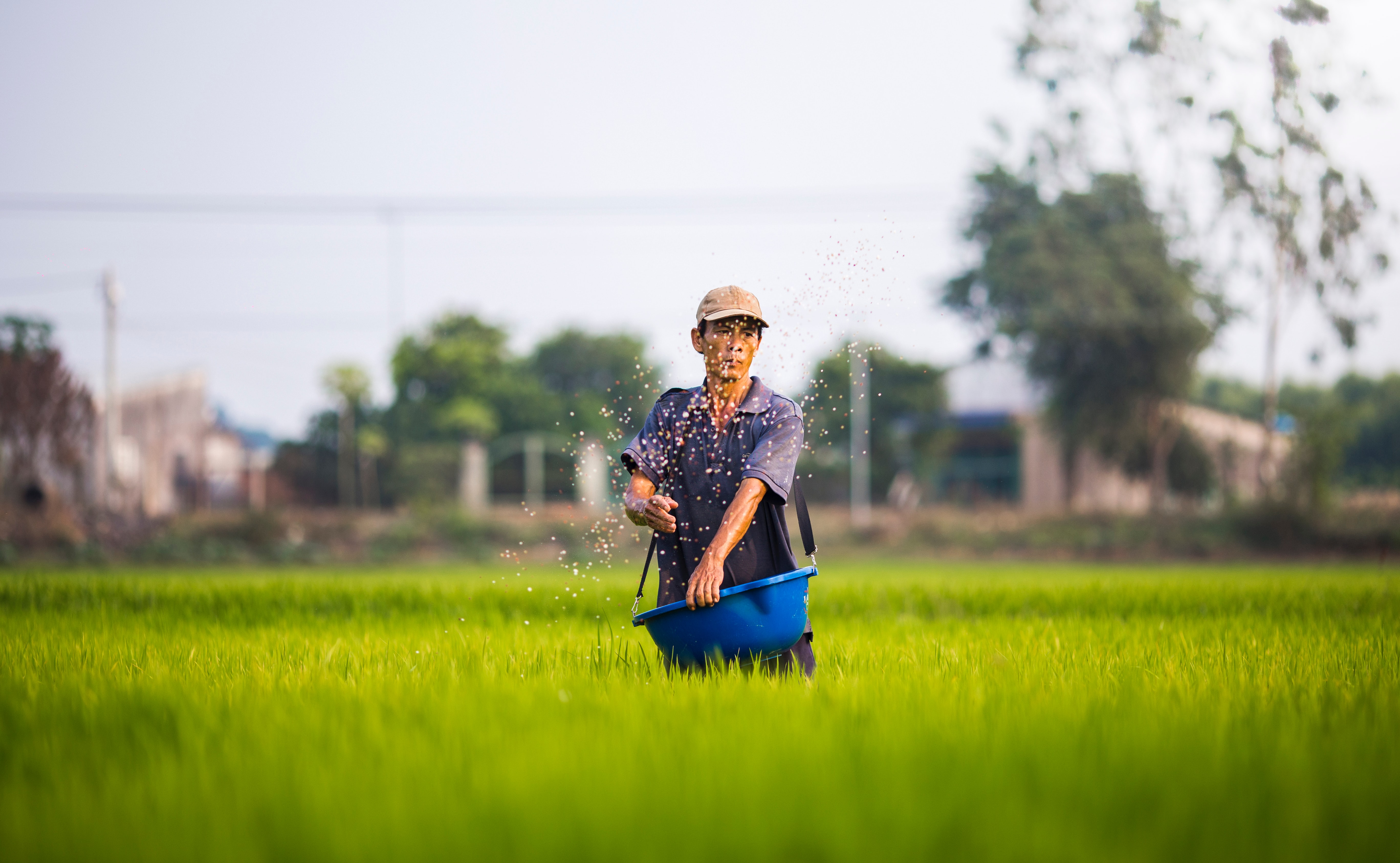 The Parable of the Sower