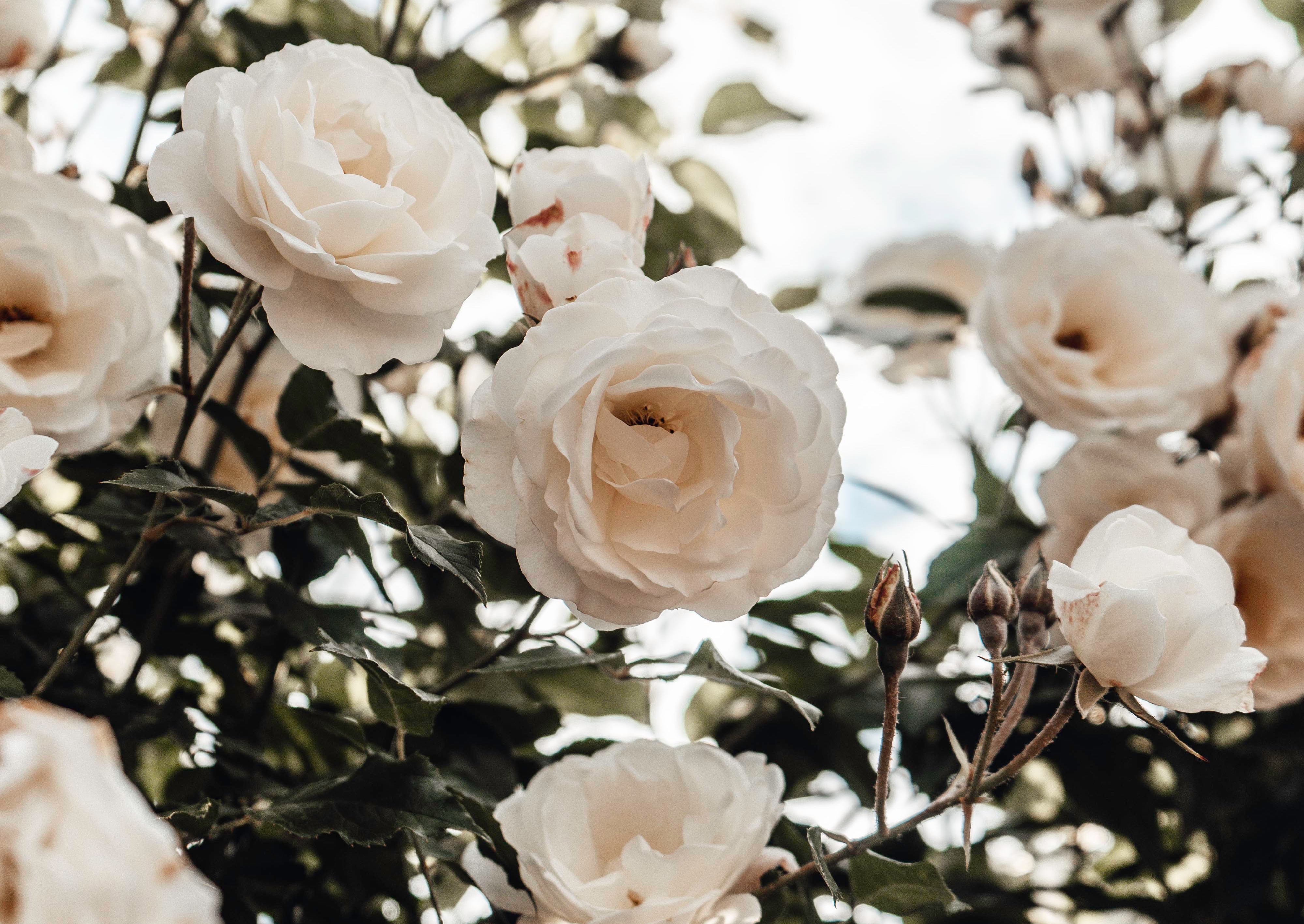 The White Rose