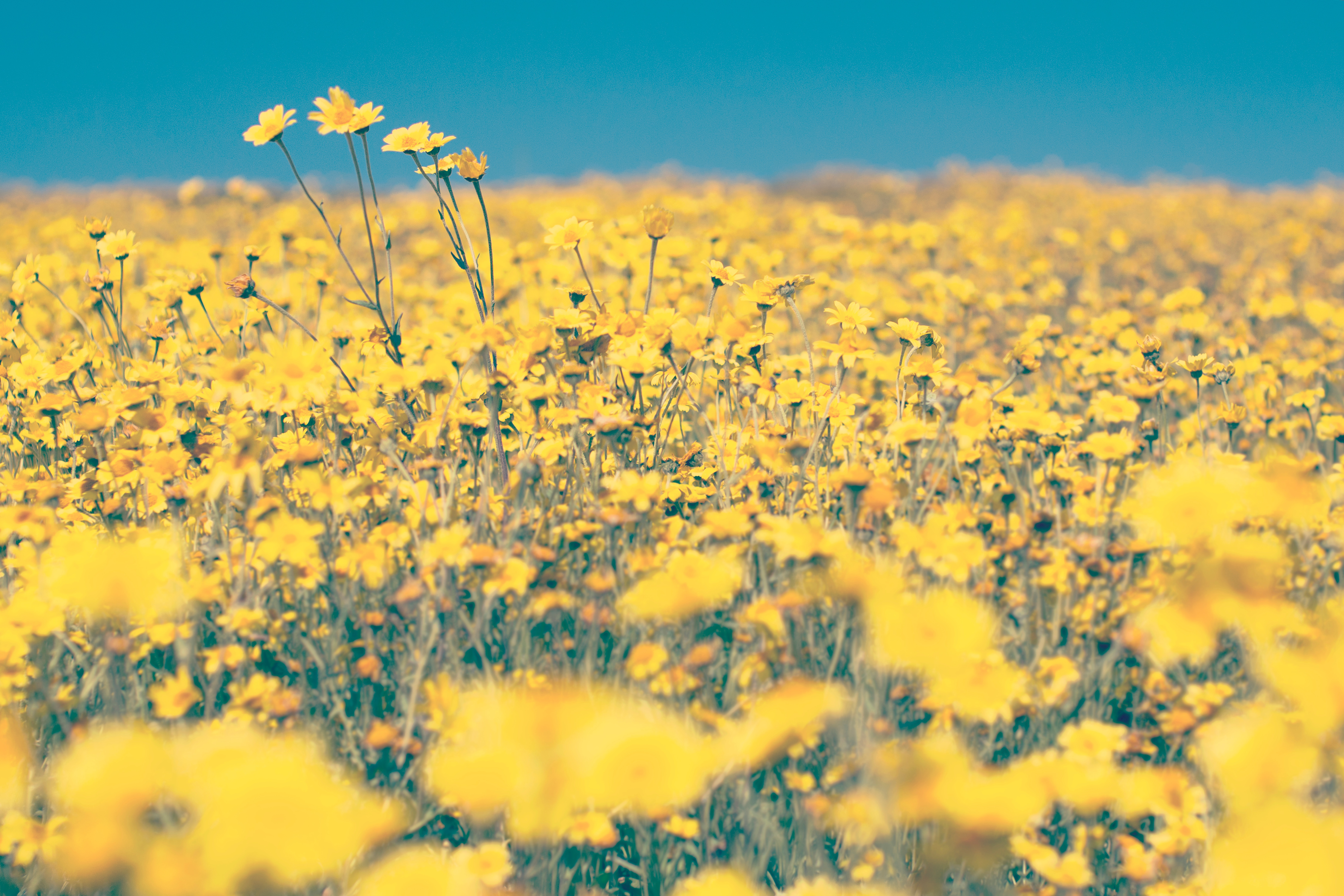 Fields of Gold